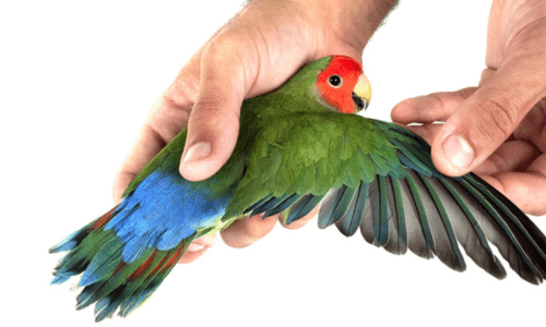 Should You Clip Your Bird’s Wings? A Compassionate Discussion - Woonona Petfoods