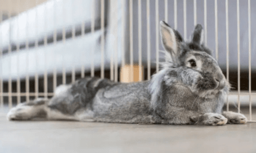 Signs Your Bunny or Guinea Pig is Unwell - Woonona Petfoods