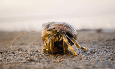 Signs Your Hermit Crab Is Molting and What to Do - Woonona Petfoods