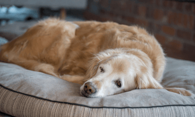 Signs Your Pet Is Entering Their Senior Years (And How to Support Them) - Woonona Petfoods