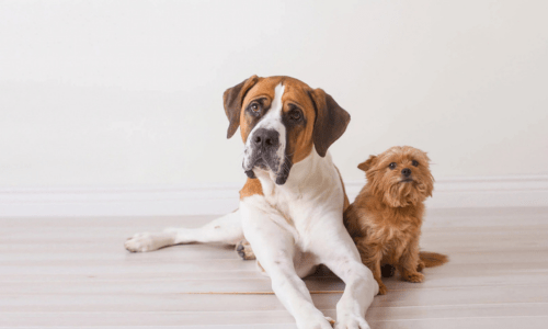 Small vs Large Breed Dogs: Understanding the Differences - Woonona Petfoods