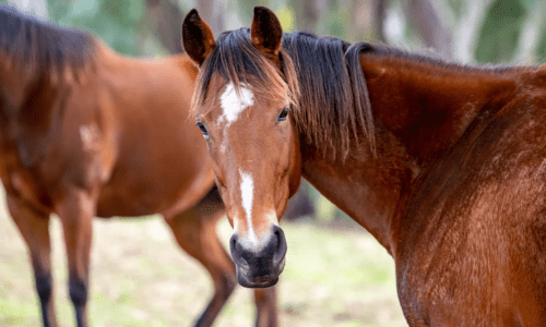 Strangles Detected in Horses Across NSW and Victoria: What Owners Need to Know - Woonona Petfoods