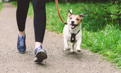 Strategies to Assist Your Dog in Losing Weight Safely and Effectively - Woonona Petfoods