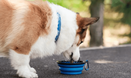 Summer Products for Pets: Keeping Your Pet Cool, Safe, and Happy All Season - Woonona Petfoods