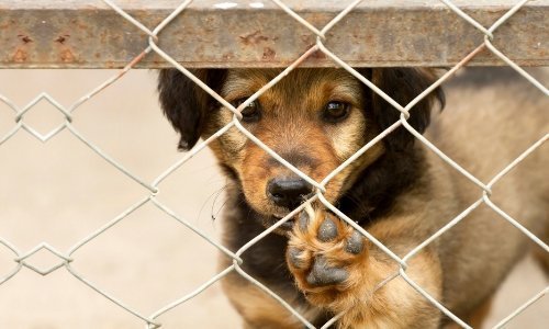 Supporting Working Paws Dog Rescue - Woonona Petfoods