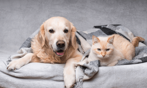 The Benefits of Adopting Senior Pets - Woonona Petfoods