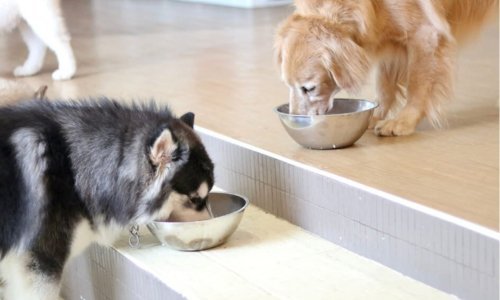 The Benefits of Air-Dried Food for Dogs - Woonona Petfoods