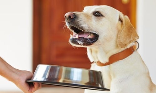The benefits of mixed feeding - Woonona Petfoods