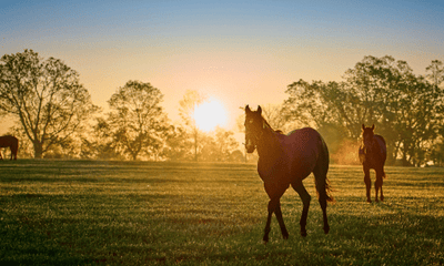 The Benefits of Rapigel for Horses & Dogs: A Complete Guide - Woonona Petfoods