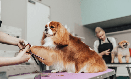 The Benefits of Regular Grooming: More Than Just a Pretty Coat - Woonona Petfoods