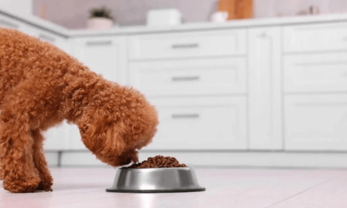 The Benefits of Single Protein Diets for Pets: A Guide to Choosing the Best Option - Woonona Petfoods