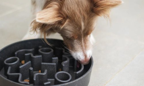 The Benefits of Slow Feeding Bowls - Woonona Petfoods