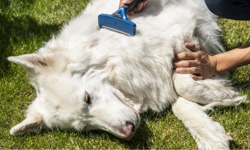The Benefits of the Furminator Deshedding Brush for Dogs - Woonona Petfoods