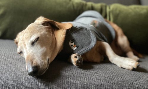 The Benefits of Using a Thundershirt for Your Pet - Woonona Petfoods