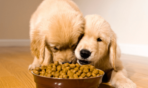 The Best Dog Food for Sensitive Stomachs: What to Look For - Woonona Petfoods
