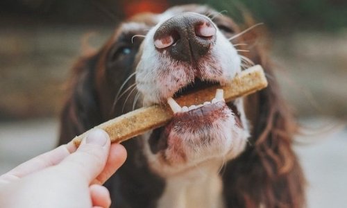 The Best Natural Treats For Your Dog - Woonona Petfood & Produce