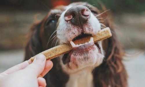 The Best Natural Treats For Your Dog - Woonona Petfoods