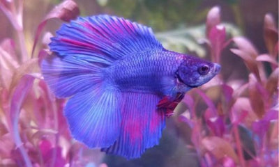 The Best Tank Conditions and Water Parameters for Your Halfmoon Betta Fish - Woonona Petfood & Produce