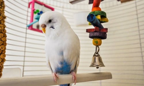 The best toys for pet birds - Woonona Petfoods