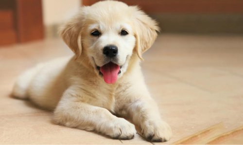 The Best Treats for Puppies: A Guide to Our Top Picks at Woonona Petfoods - Woonona Petfood & Produce