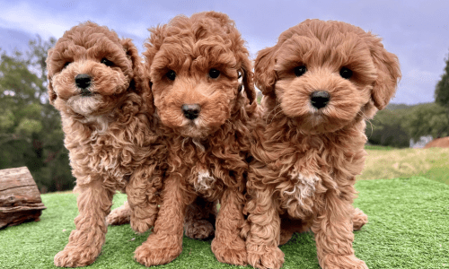 The Cavoodle: The Ultimate Guide to Australia's Favourite Designer Dog - Woonona Petfoods