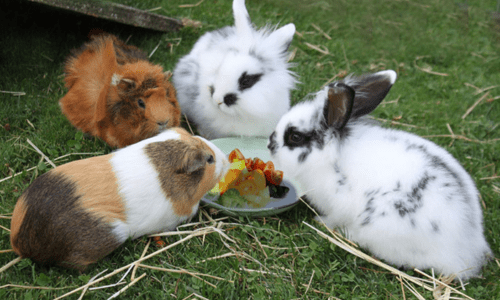 The Difference Between Rabbits and Guinea Pigs as Pets - Woonona Petfoods