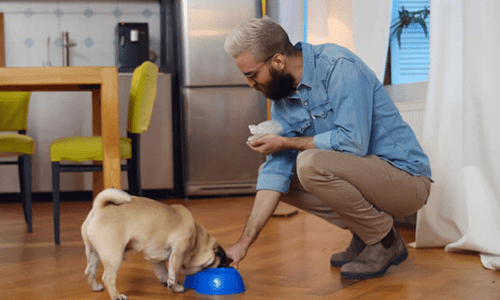 The Hidden Risks of Pet Overfeeding – And How to Feed Smarter - Woonona Petfoods