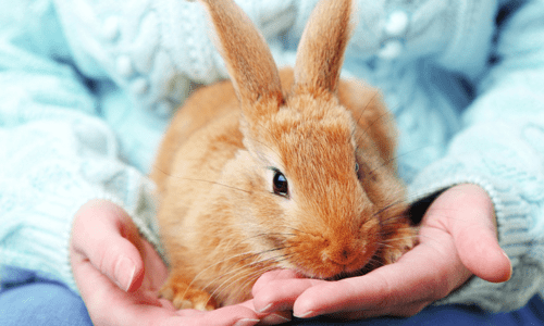 The Importance of Dental Health for Rabbits & Guinea Pigs - Woonona Petfoods