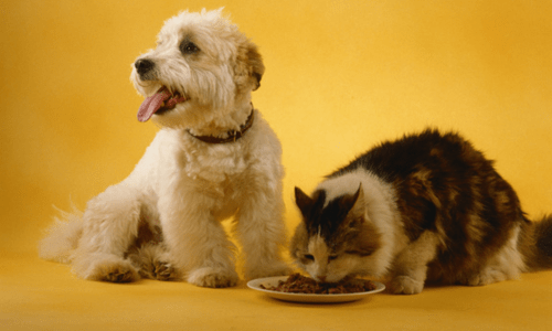 The Lifecycle of Nutrition for Cats and Dogs: Feeding the Right Diet at Every Stage of Life - Woonona Petfoods
