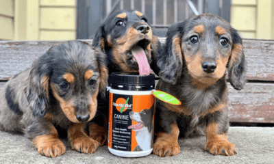 The Natural Way to Support Your Dog’s Joint Health – How Rosehip Vital Canine Can Help with Arthritis, Stiffness, and Mobility Issues - Woonona Petfoods