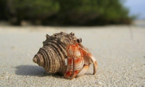 The Ultimate Guide to Caring for Hermit Crabs - Woonona Petfood & Produce