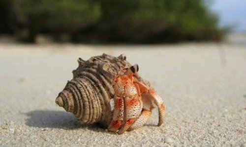 The Ultimate Guide to Caring for Hermit Crabs - Woonona Petfoods