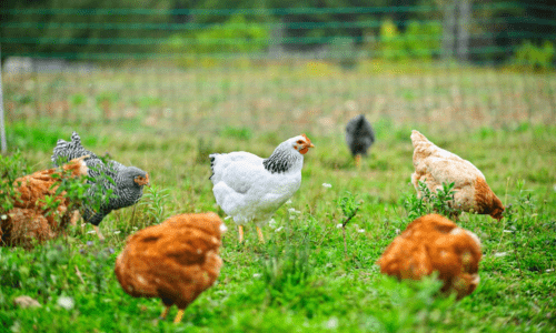 The Ultimate Guide to Chicken Wormer MP: A Breakthrough in Poultry Care - Woonona Petfoods