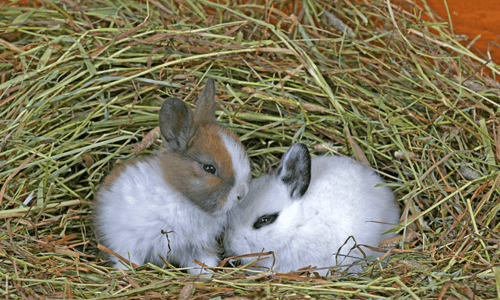 The Ultimate Guide to Hay for Rabbits & Guinea Pigs: Health Benefits & Best Practices - Woonona Petfoods