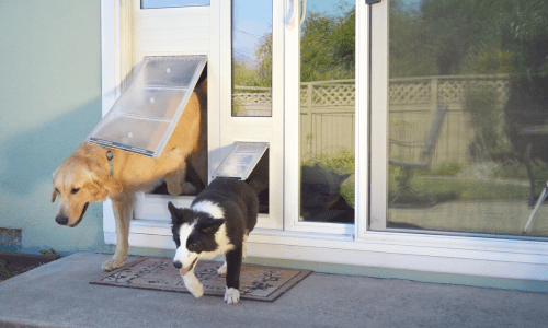 The Ultimate Guide to Pet Doors: Freedom & Security for Your Pets - Woonona Petfoods