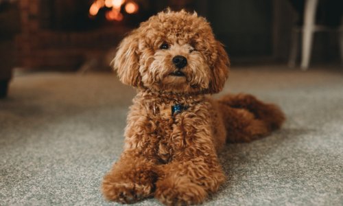 Tiny Tails: A Guide to Small Dog Breeds and Their Personalities - Woonona Petfoods