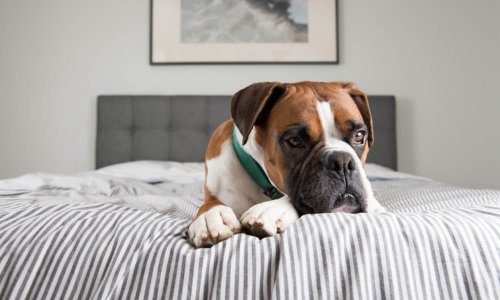 Tips for Leaving Your Dog at Home While You’re at Work - Woonona Petfood & Produce