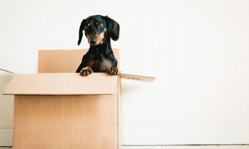 Tips for Moving House With Your Dog - Woonona Petfoods