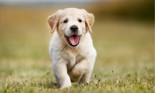 Tips on how to care for your new puppy - Woonona Petfoods