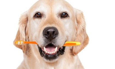 Tips to care for your dogs teeth - Woonona Petfood & Produce