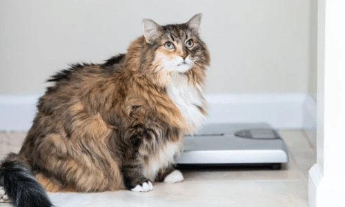 Tips to Help Your Cat Lose Weight: A Guide to a Healthier Feline - Woonona Petfoods
