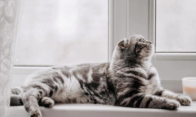 Tips to Keep Your Indoor Cat Happy: Enriching Their Environment & Well-Being - Woonona Petfoods