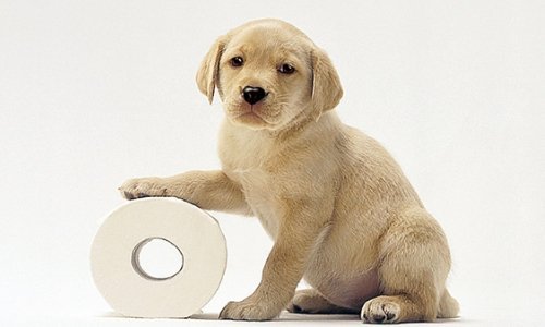 Toilet Training Your Puppy: A Complete Guide for Success - Woonona Petfoods