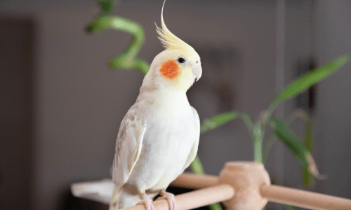 Top 5 Must-Have Accessories for Happy Pet Birds - Woonona Petfoods