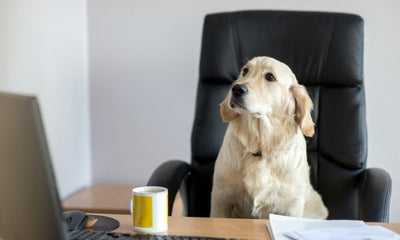 Top tips for bringing your dog to work - Woonona Petfood & Produce