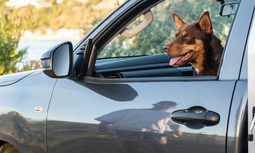 Top tips for travelling with your dog - Woonona Petfoods