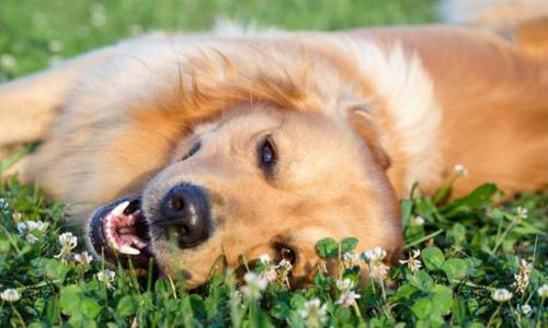 Top tips to keep your pet healthy this Spring - Woonona Petfoods