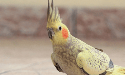 Training Basics: Teaching Your Bird to Step Up and More - Woonona Petfoods