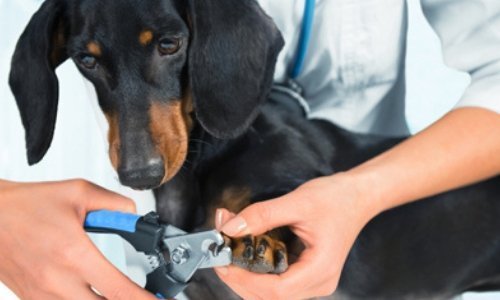 Trimming Your Pets Nails - Woonona Petfoods