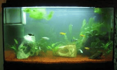 Troubleshooting cloudy water in your aquarium - Woonona Petfoods